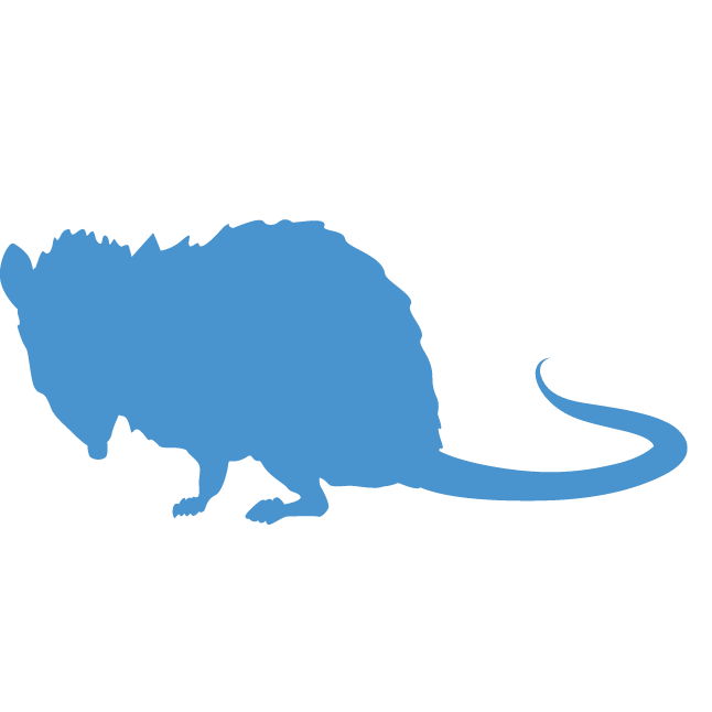 Wildlife Opossum Icon
