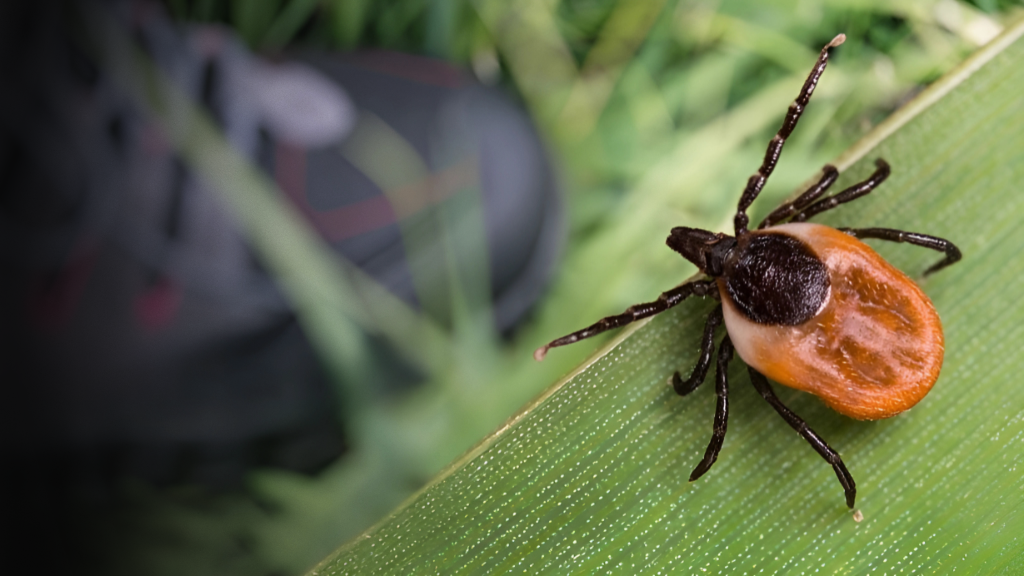 ticks